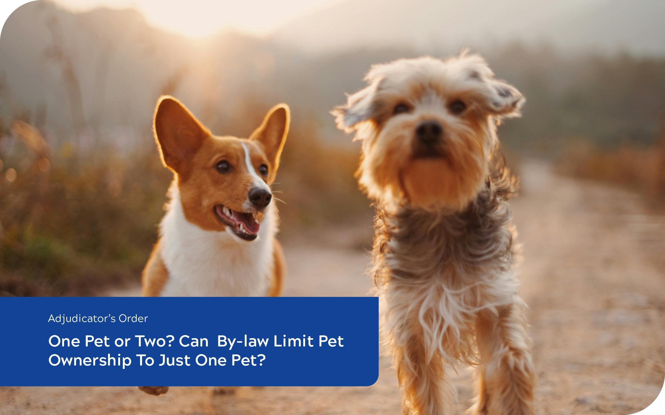 One Pet or Two? Can  By-law Limit Pet ownership to just one Pet?